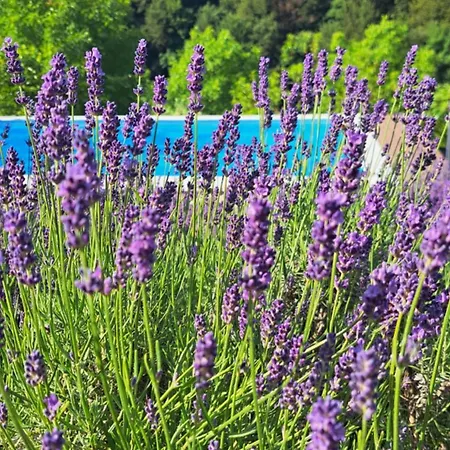 Apartma Lavanda * Zavrc