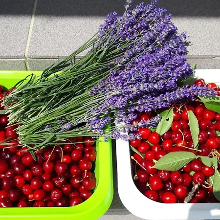 Apartment Apartma Lavanda