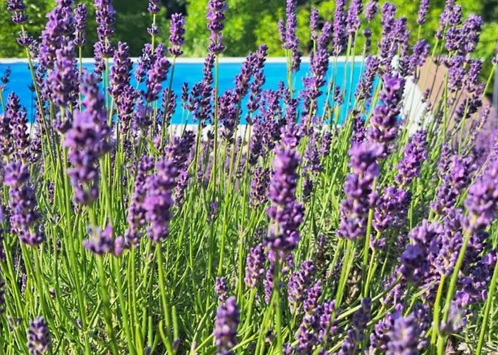 Apartma Lavanda * Zavrc