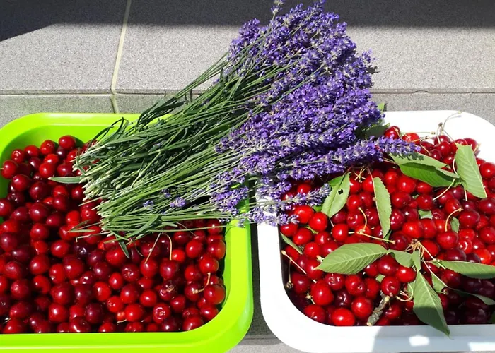 شقة Apartma Lavanda